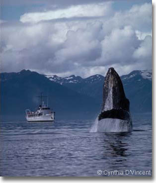 Humpback Whale photo by Cynthia D'Vincent