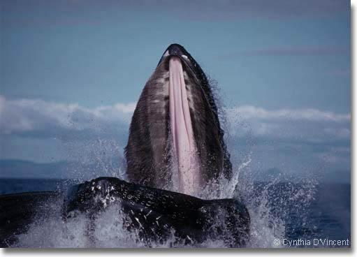 Humpback Whale photo by Cynthia D'Vincent