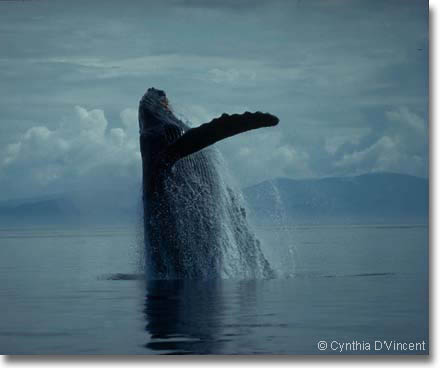 Humpback Whale photo by Cynthia D'Vincent