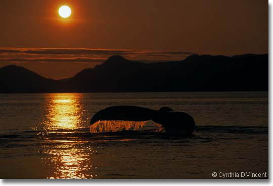 Humpback Whale photo by Cynthia D'Vincent