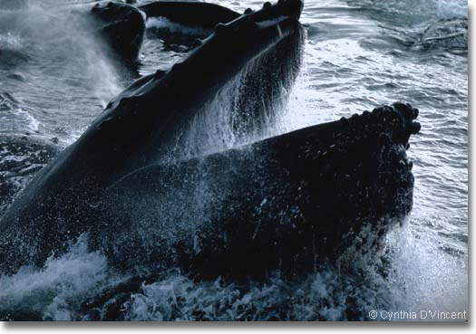 Humpback Whale photo by Cynthia D'Vincent