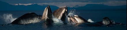 Humpback Whale cooperative feeding