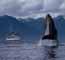 Photo of humpback whale and boat