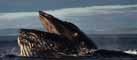 Humpback whale baleen